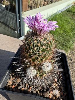 Stenocactus crispatus